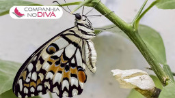 Metamorfose