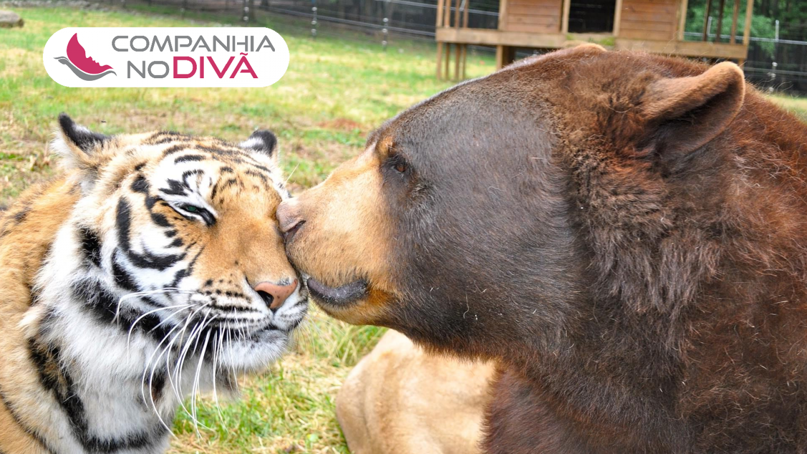 Um Amor Diferente Um Amor Diferente
